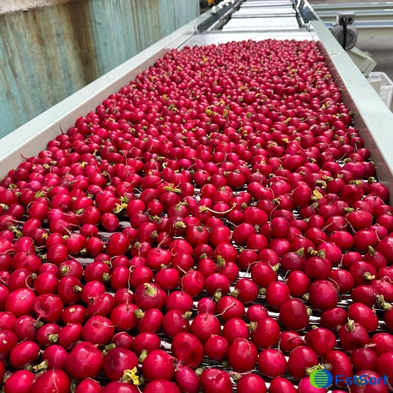 images/1705477959049beets sorting machine.jpg